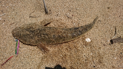 ダイソールアーでマゴチゲット！