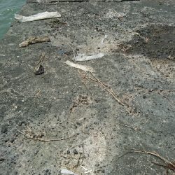 激渋の鈴鹿サーフでなんとかマゴチをゲット