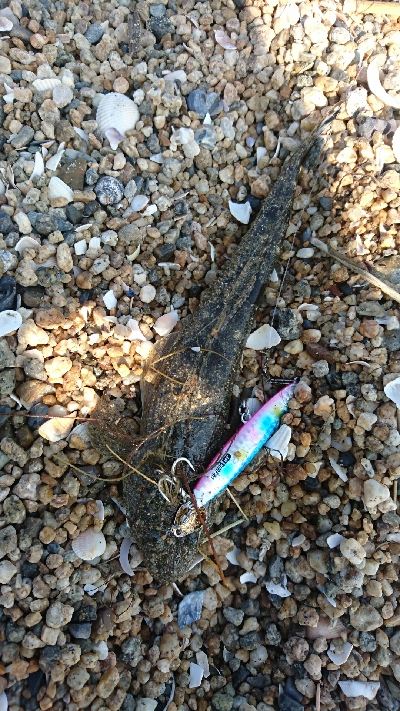 四日市・鈴鹿サーフをランガンマゴチゲーム