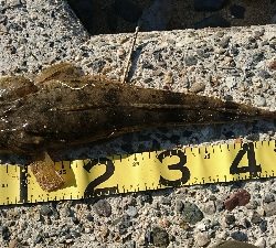 カニ祭り！四日市サーフでマゴチゲーム