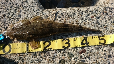 カニ祭り！四日市サーフでマゴチゲーム