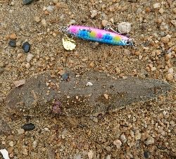 カレイ祭り!四日市サーフでマゴチゲーム!