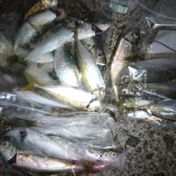 アジング&サバング