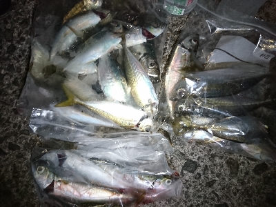 アジング&サバング