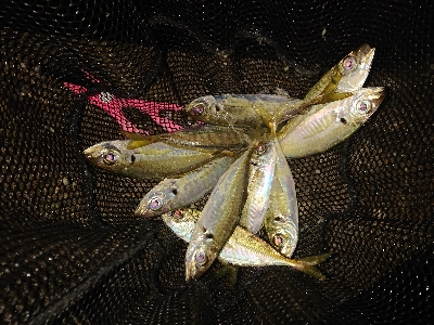 久々のアジング