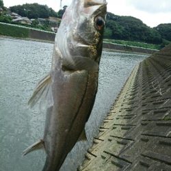 今日の釣果