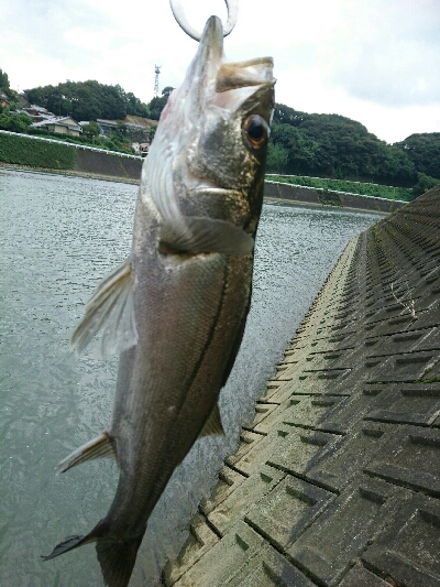 今日の釣果