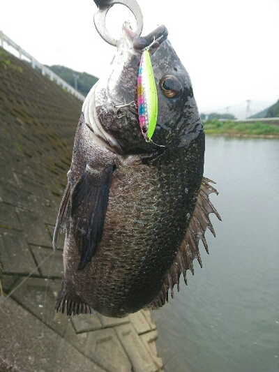今朝の釣果