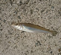 暇潰しの釣行、ちょい投げで良型キス♪