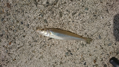 暇潰しの釣行、ちょい投げで良型キス♪