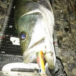 ランカー弱78センチ❗ゲット!!