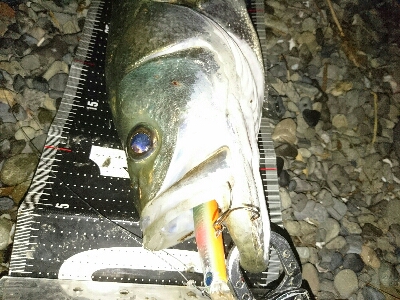 ランカー弱78センチ❗ゲット！！