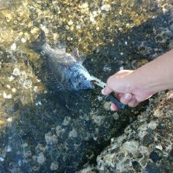 夏本番！！トップチニングで本チヌゲット！！