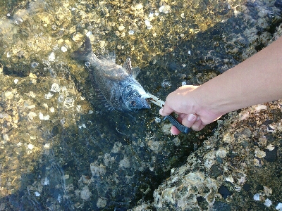 夏本番！！トップチニングで本チヌゲット！！