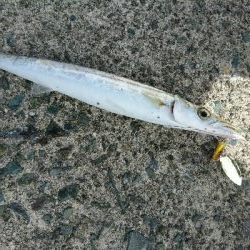 爆釣！！真っ昼間のカマスライトフィッシング