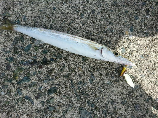 爆釣！！真っ昼間のカマスライトフィッシング