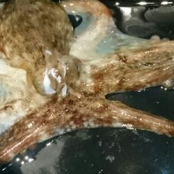 タコカウンター5杯目!!