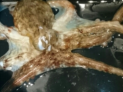 タコカウンター5杯目！！