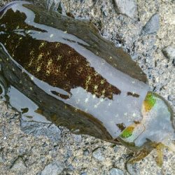 秋イカ調査！！