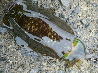 秋イカ調査！！