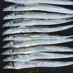 タチウオとサゴシ