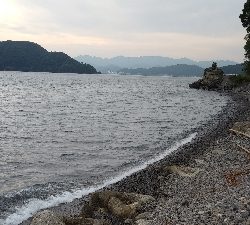 アオリ調査でしたが