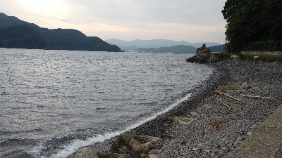 アオリ調査でしたが