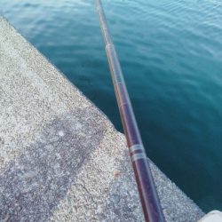 カマスリベンジ