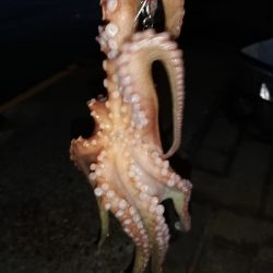 タコしゃぶが食べたくて。