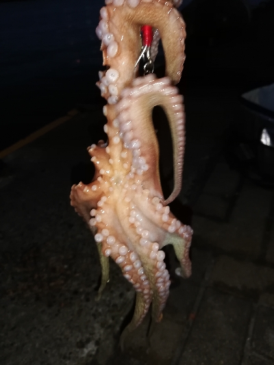 タコしゃぶが食べたくて。