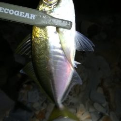 ナイトアジング