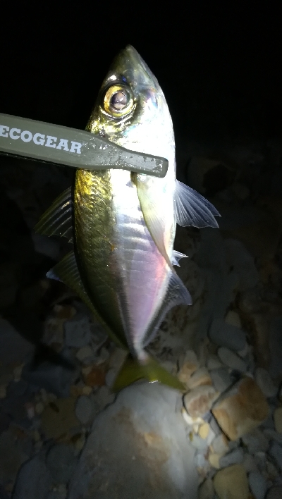 ナイトアジング