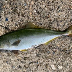 やっぱりツバスとうっかりガザミ