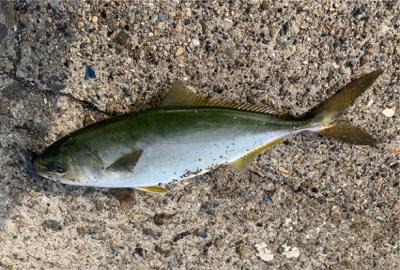 やっぱりツバスとうっかりガザミ