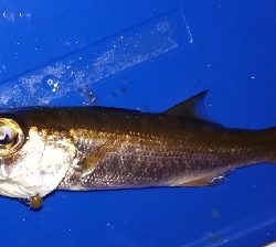 アジンガー1840〜1933 2105〜2140