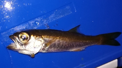 アジンガー1840〜1933 2105〜2140