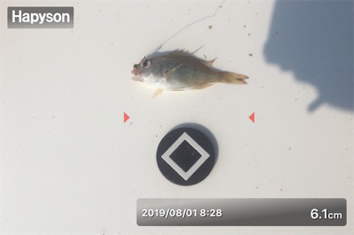 ミニチュア祭り