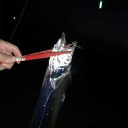 8月初日タチウオ