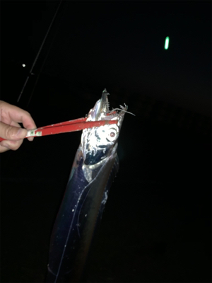 8月初日タチウオ