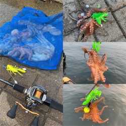 朝まづめのオクトパッシング