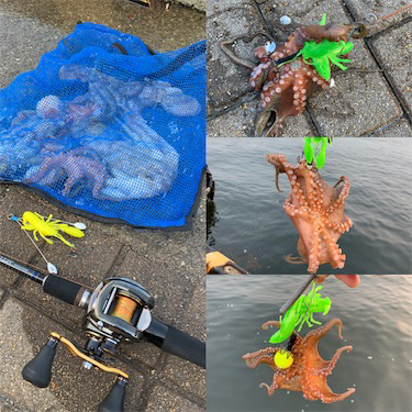 朝まづめのオクトパッシング