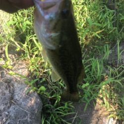 八田原ダムバス釣り