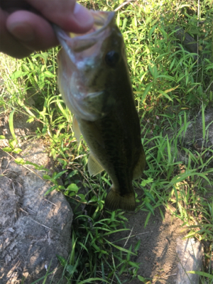 八田原ダムバス釣り