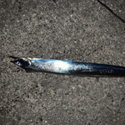 連日のタチウオ-ポン