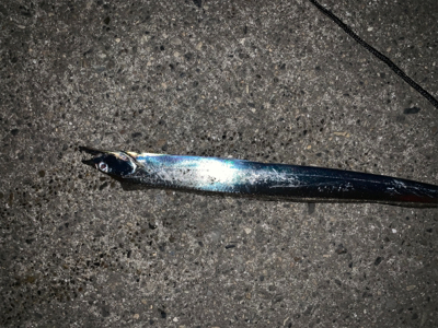 連日のタチウオ-ポン