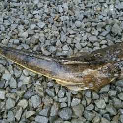 紀ノ川シーバス、チヌ、マゴチ