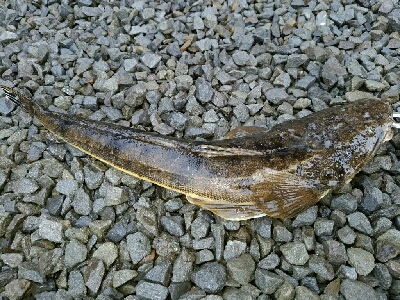 紀ノ川シーバス、チヌ、マゴチ