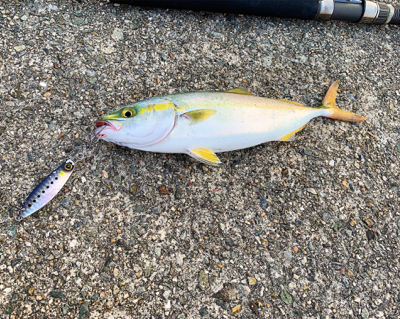 新作ジグで数釣り
