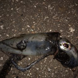 連日のケンサキエギング