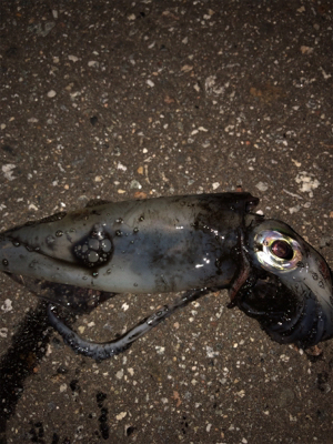 連日のケンサキエギング